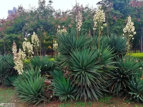 奇特的凤尾丝兰