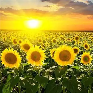 带来好运的微信头像图片