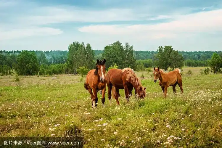 三匹红马在开花的草地上吃草