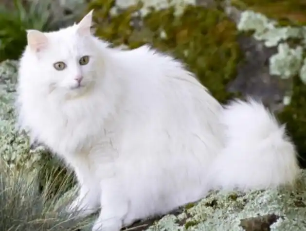 土耳其的安哥拉猫是一种古老的,天然的猫品种,起源于安纳托利亚中部