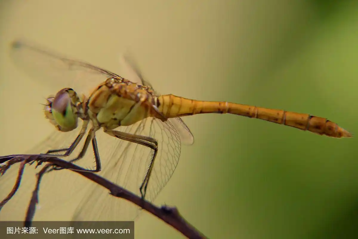 蜻蜓,侧面视角,大特写,野生动物,罗马尼亚