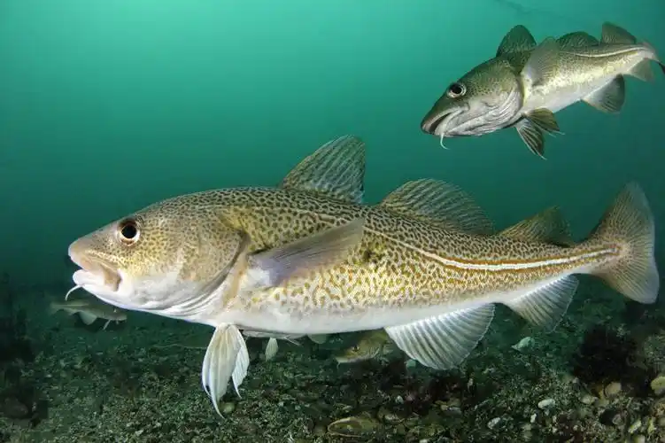 海里有什么鱼-海里有什么鱼,海里,有,什么,鱼