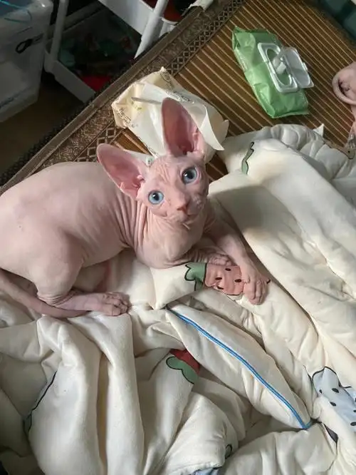 可爱的无毛猫矮脚弟弟找家长