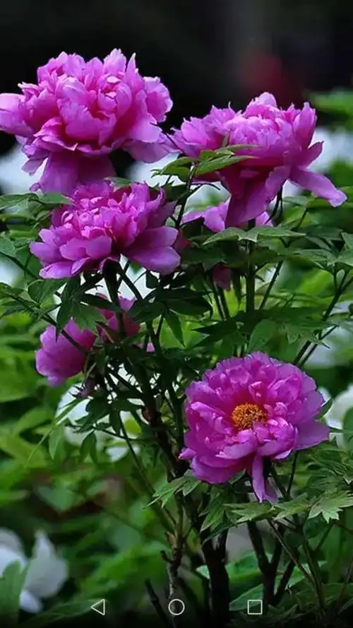 我们看到两株700多年的枯枝牡丹堪称镇园之宝.一株名叫紫袍,花开紫色.