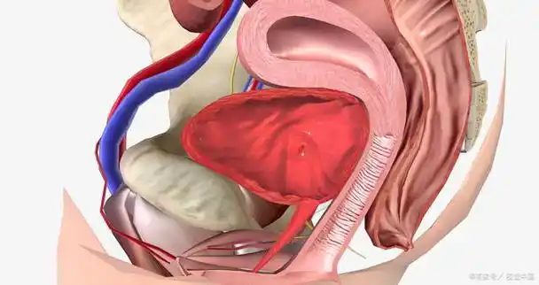 女性的膀胱在什么位置