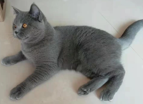 7个月大家养蓝猫 公猫