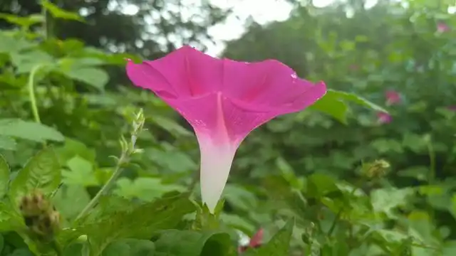 比较淡,有些花朵中还有一点点淡淡的红色,看上去有一丝丝红润的样子