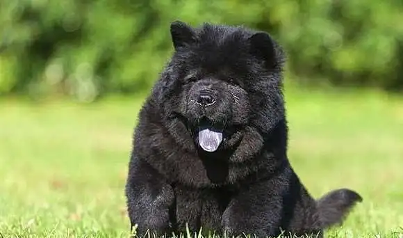 世界上最贵的狗排名罗秦犬位居第一