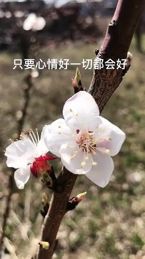 日常随拍只要心情好一切都会好