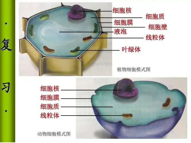 线粒体 植物细胞模式图 〃 细胞核 细胞膜 细胞质 线粒体 动物细胞