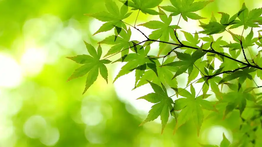 护眼壁纸【288】壁纸是一款电脑壁纸,属于小清新分类