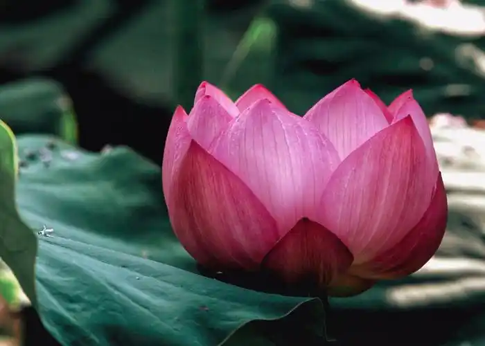 愿做佛前一朵莲 - 做人要厚道1980 - 图虫