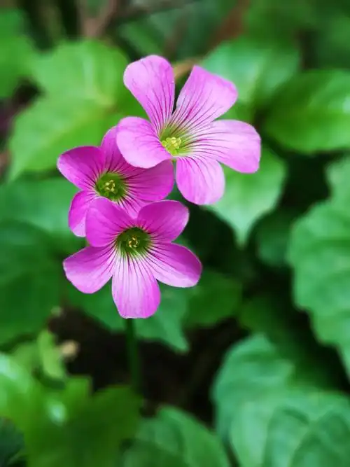 卑微的灿烂～红花酢浆草