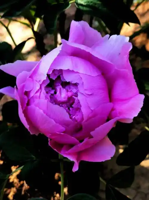 牡丹花王图片(洛阳牡丹花王图片)