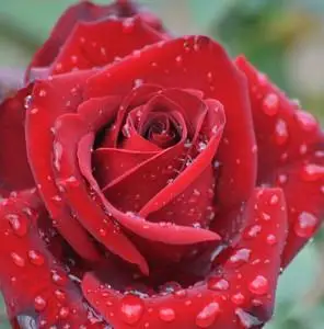 【情人玫瑰花苗图片】情人玫瑰花苗图片大全 - q友网