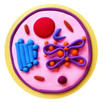 生物细胞模型 手工动物植物di小制作真核细胞器粘土太泥材料包 已做好