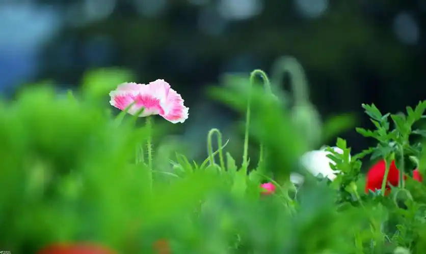 2019年春天拍照摄影攻略,把最美的春色带回家! _画面