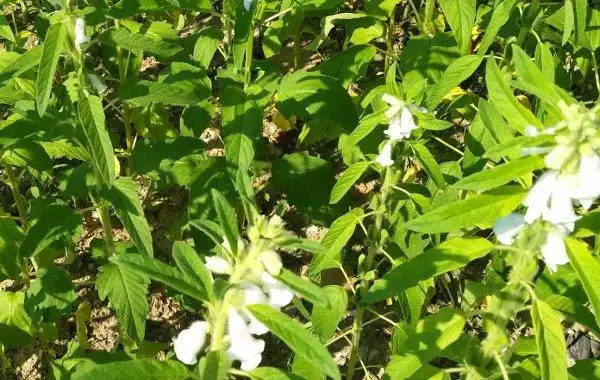 芝麻蒴子一般是绿色,干枯之后是褐绿色.