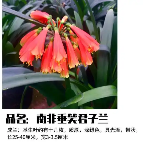 最名贵细叶君子兰图片(最名贵君子兰图片大全 价格)