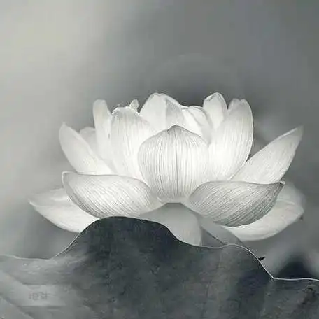 佛禅意境头像佛渡有缘人