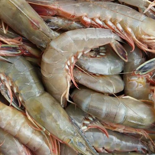 东海野生硬壳虾新鲜剑虾青壳滑皮虾海虾净重1000g