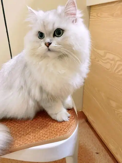 免费领养金吉拉