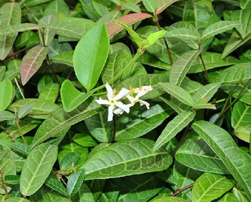confederate-jasmine ,别称:石龙藤,耐冬;白花藤;络石藤;软筋藤;扒墙