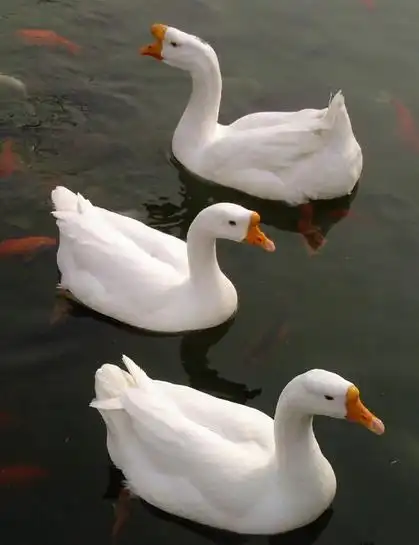 肉鹅如何育肥?有卖鹅专用饲料的吗?