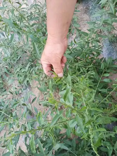 特级枸杞芽茶叶