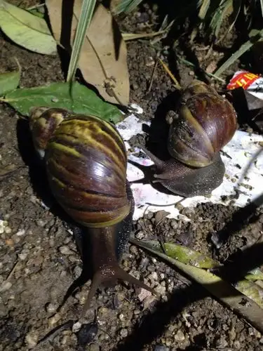 在广州见到过的大蜗牛震惊