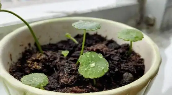 铜钱草怎么繁殖用上这3招繁殖快2倍60天长满盆