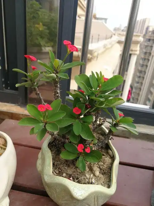 去年入的虎刺梅