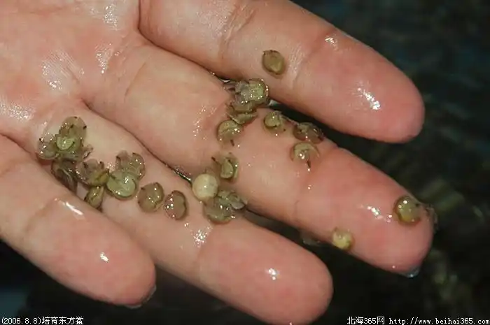 带你去看刚孵化出来的小鲎(组图)