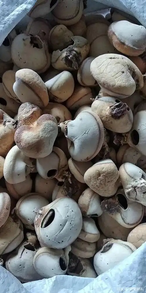 "痘痘"也长在松树上