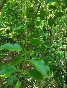 新鲜黄皮果树寄生 黄皮寄生黄枇木寄生 黄弹子寄生 王坛子500g