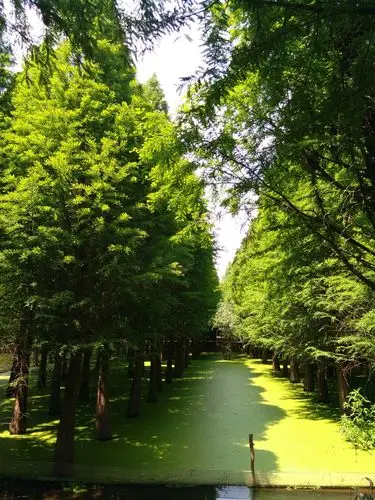 身边的风景,绿树成荫