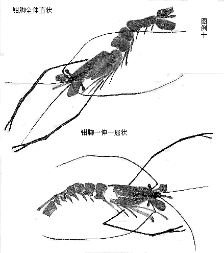中国美术网 教育频道 国画教程 >> 教程正文(图例一) 二,虾的画法 用