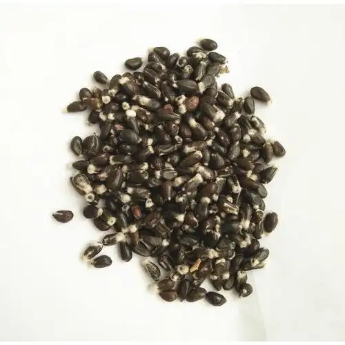 【新疆棉籽】-新疆棉籽厂家,品牌,图片,热帖-阿里巴巴