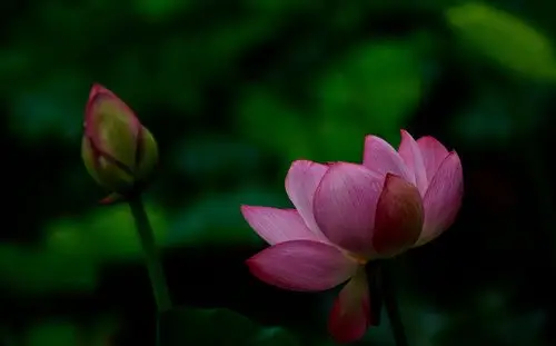 拍摄于青岛李村河苏家河段荷花绽放20.7.11