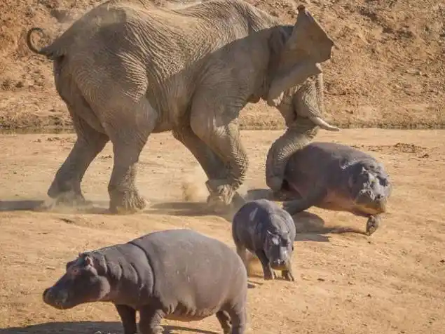 两大巨头之战反对大象河马