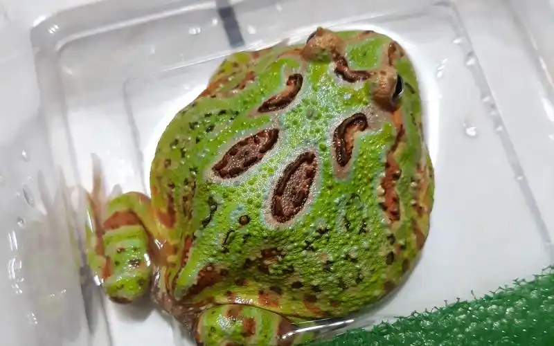 角蛙纪录绿角蛙喂食饲料鱼