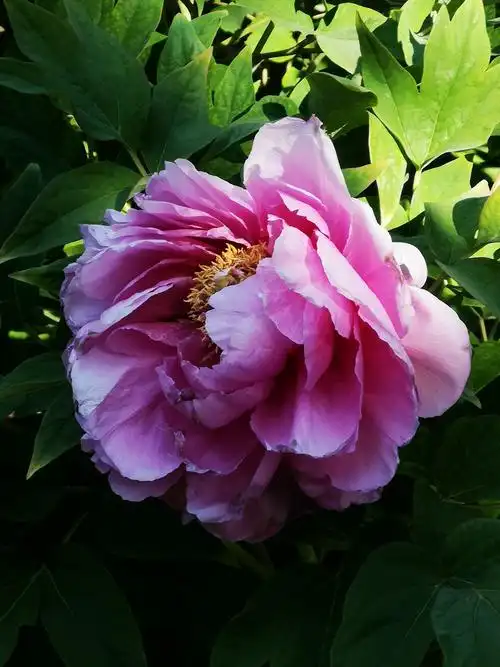 牡丹国色天香是富贵吉祥的象征,唯有牡丹真国色花开之后雍容华贵端庄