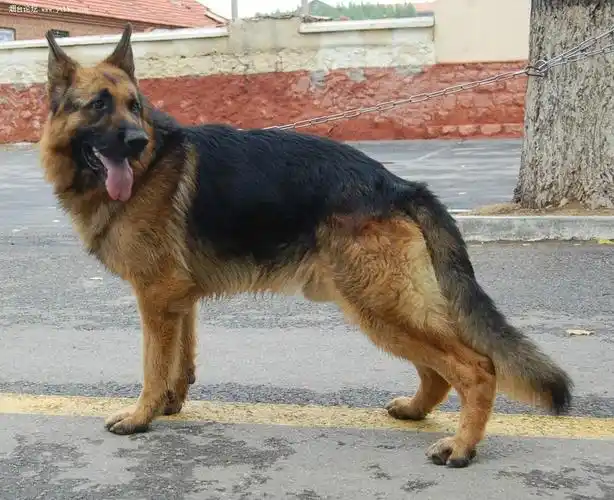 德国黑背(动物)