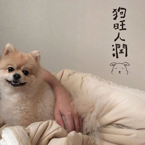 ins可爱家居宠物墙贴猫肥家润狗旺人润pvc墙贴壁纸宿舍卧室装饰品