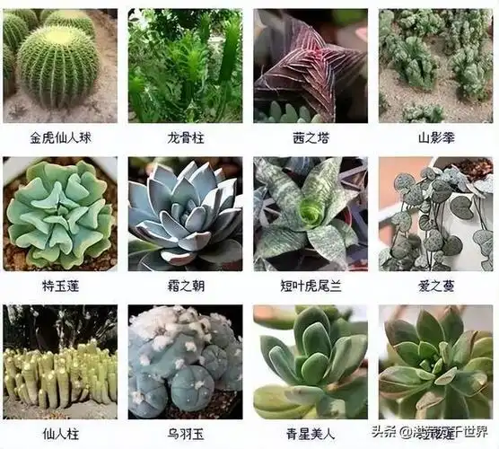 多肉植物的品种大全有的你一定养过