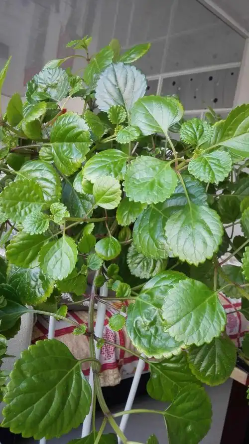 全是绿叶,不开花,问一下这是什么花?家里适不适合养?