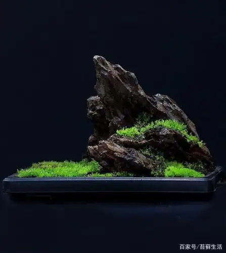 做苔藓盆景,留白很重要