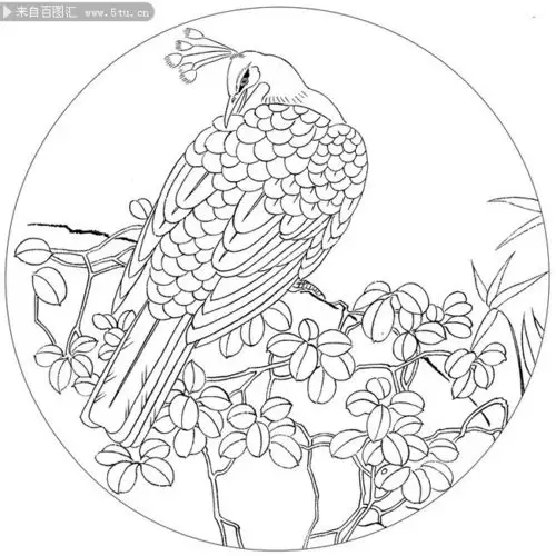 花鸟工笔白描图片下载-古代绘画-百图汇素材网