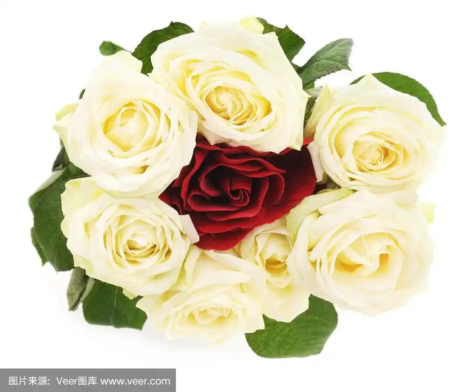 白玫瑰和红玫瑰.