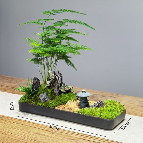 枯山水文竹盆景日式禅意苔藓微景观盆栽书房客厅办公茶桌茶几绿植